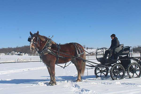 trail-riding-draft-horse