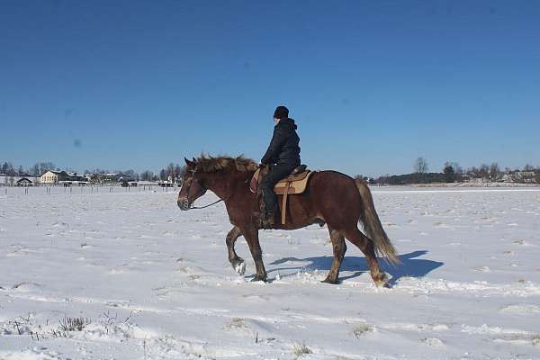 chocolate-white-strip-horse