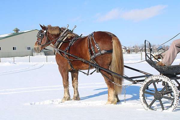 white-strip-horse