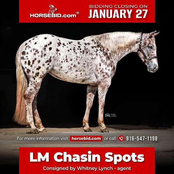 all-around-appaloosa-horse