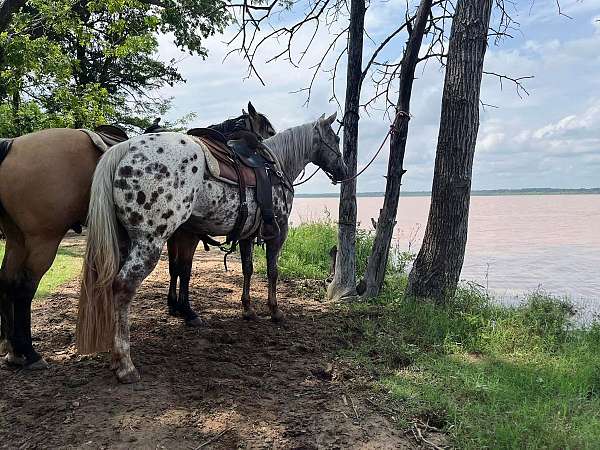 flashy-appaloosa-horse