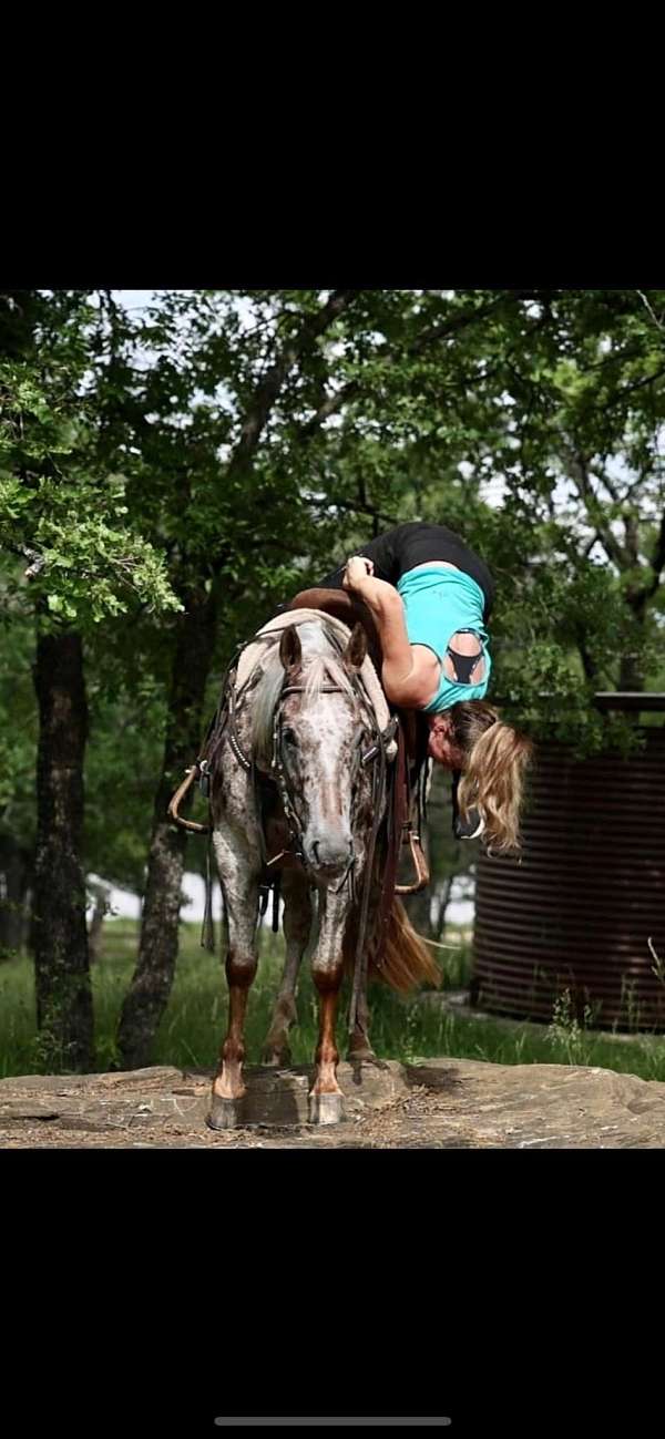 husband-safe-appaloosa-horse