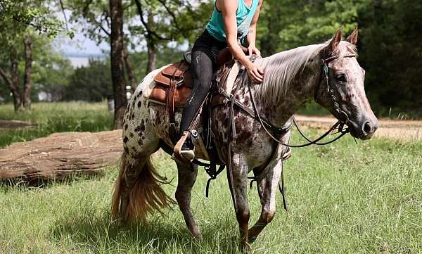 performance-appaloosa-horse