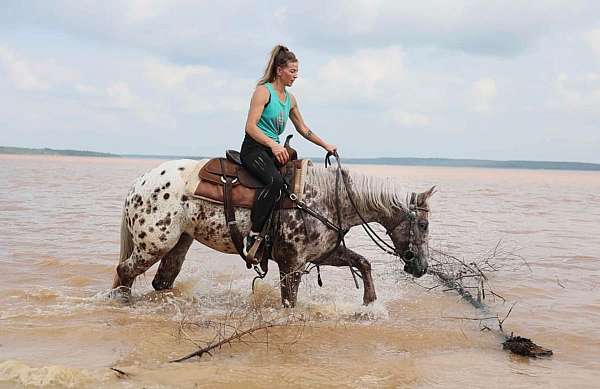 ranch-versatility-appaloosa-horse