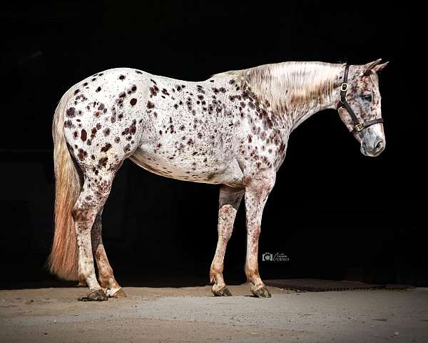 ranch-work-appaloosa-horse