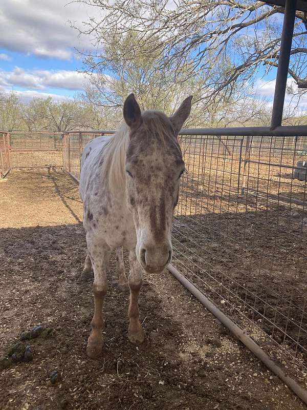 roping-appaloosa-horse