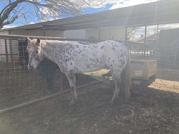 show-appaloosa-horse