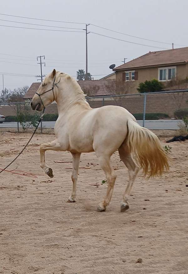 andalusian-horse