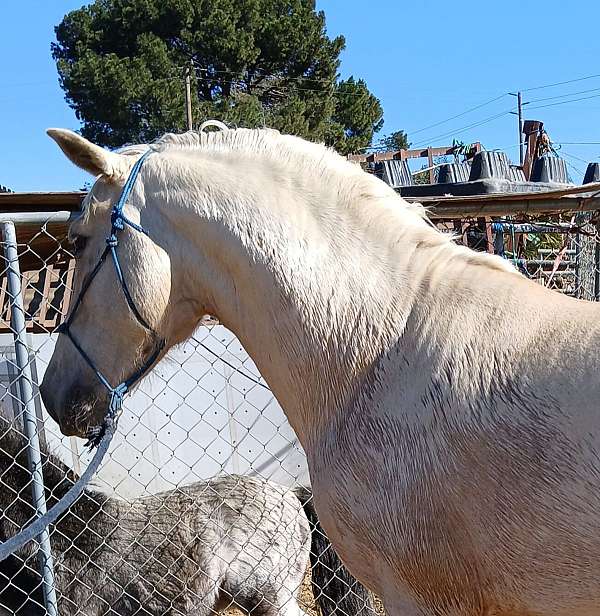 andalusian-stallion