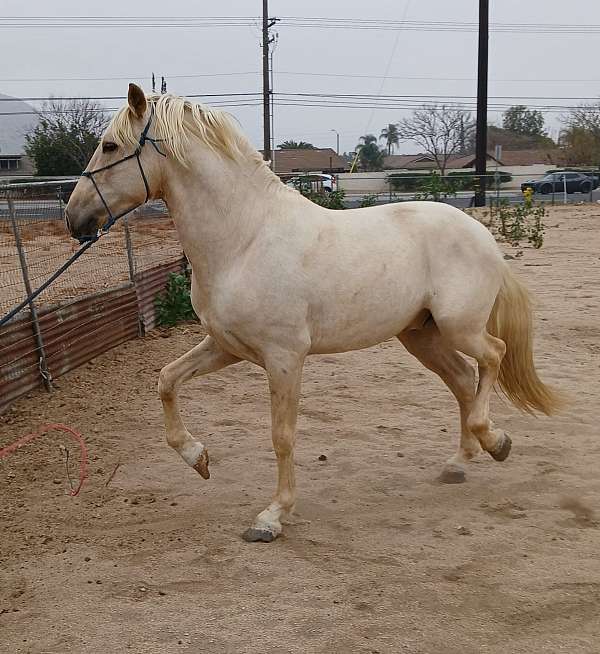 andalusian-stallion