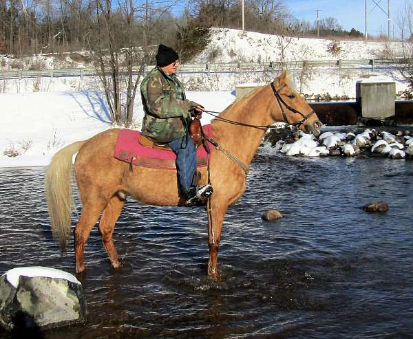 beginner-tennessee-walking-horse