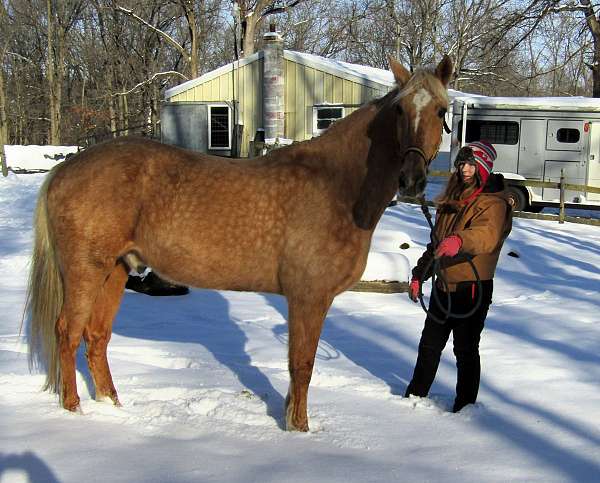 safe-tennessee-walking-horse