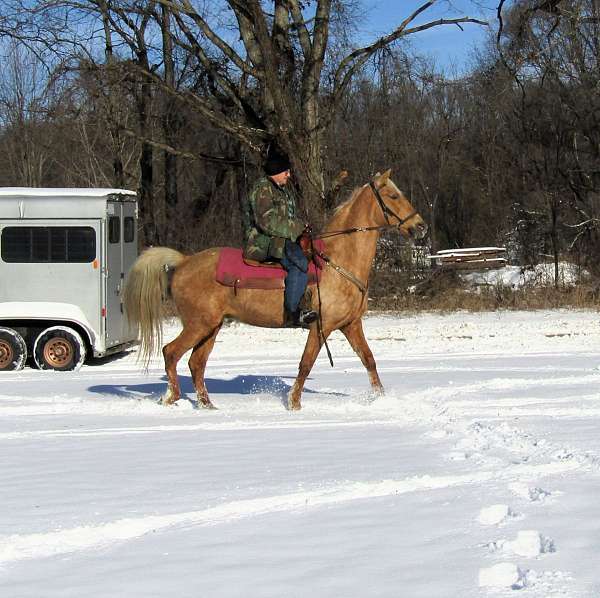 sound-tennessee-walking-horse