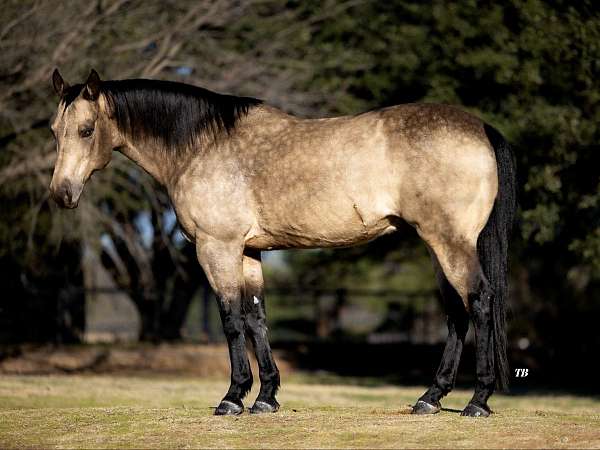 husband-safe-quarter-horse