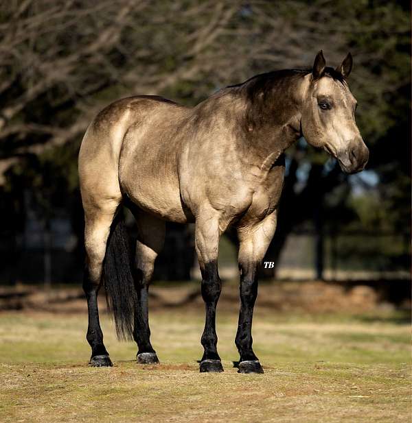 ranch-versatility-quarter-horse