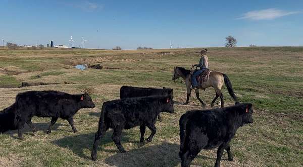 roping-quarter-horse