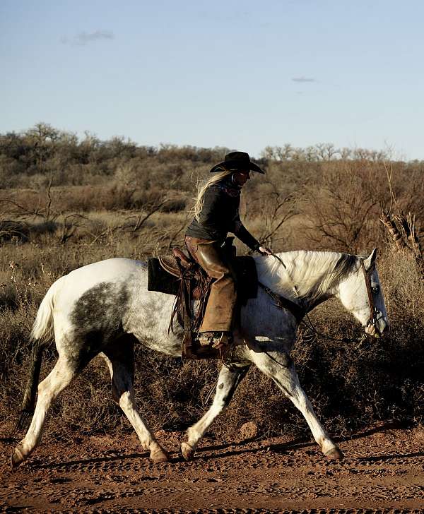 husband-safe-paint-horse