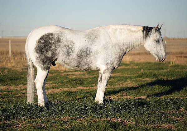 western-riding-paint-horse