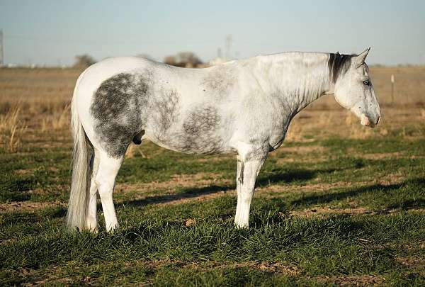 working-cattle-paint-horse