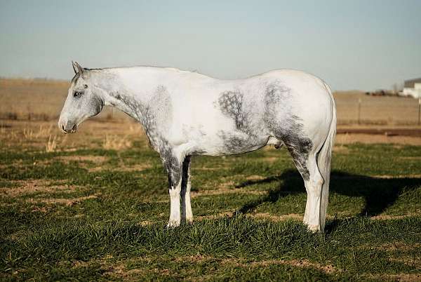 grey-paint-gelding