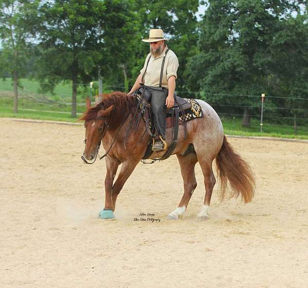 athletic-draft-horse