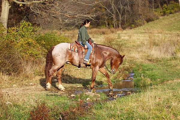 calf-roping-draft-horse