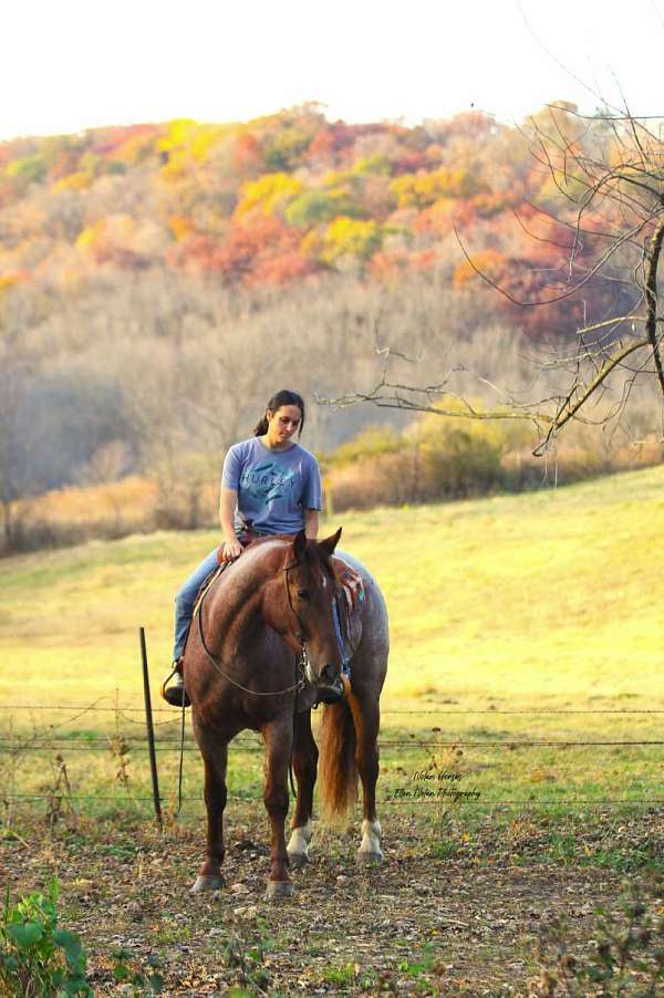 cross-draft-horse