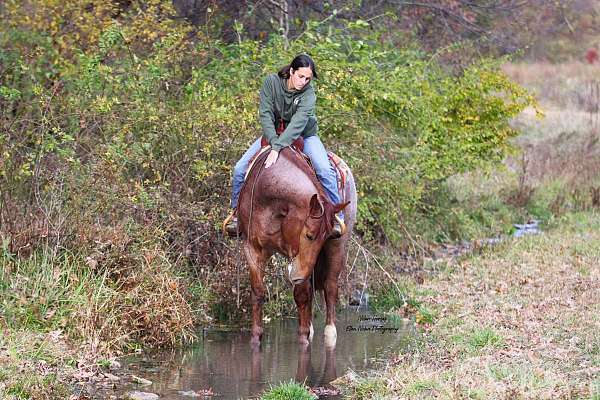 draft-horse