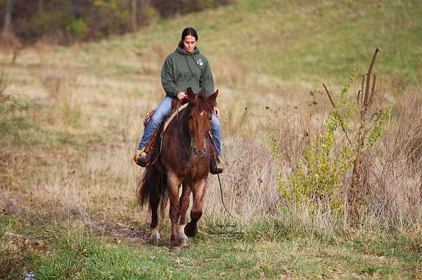 dressage-draft-horse