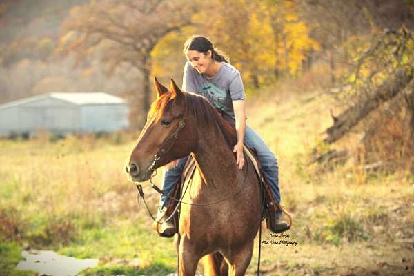 flashy-draft-horse