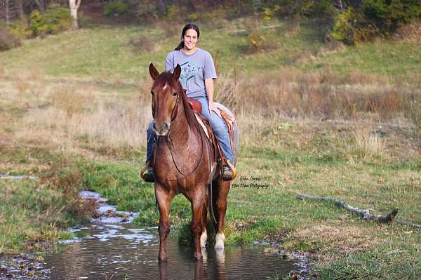 parade-draft-horse