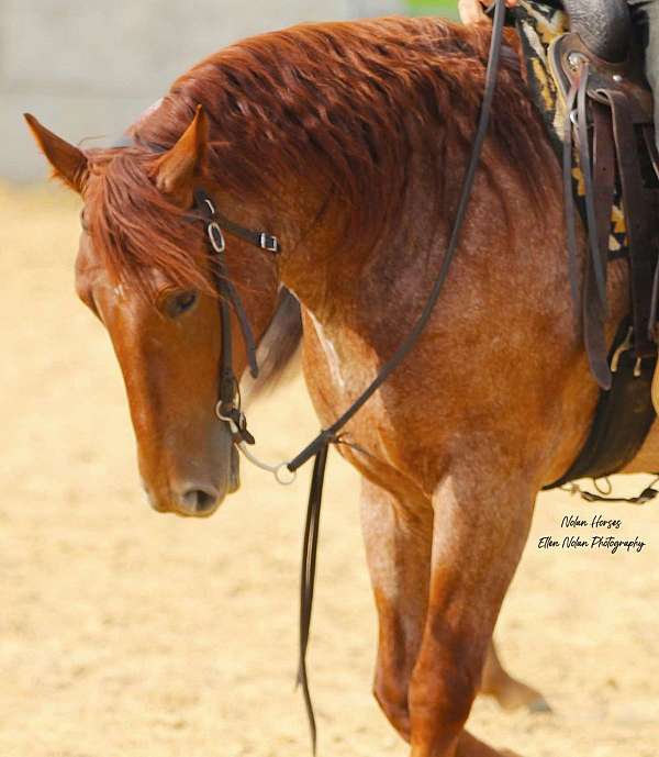 performance-draft-horse