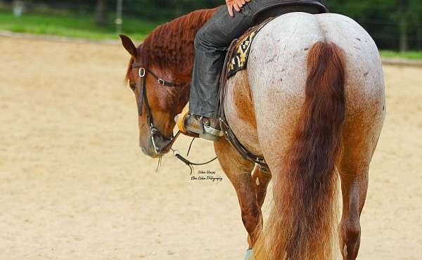 ranch-work-draft-horse