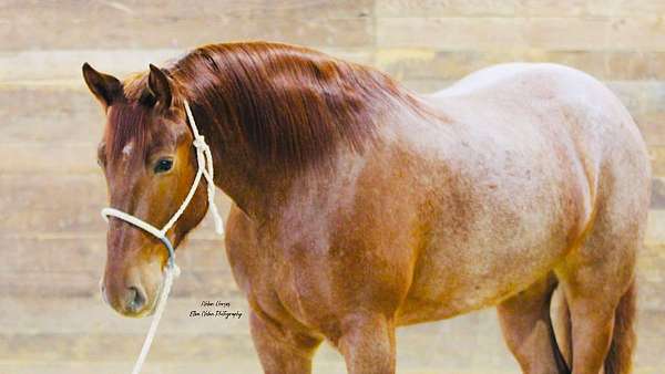 ridden-western-draft-horse