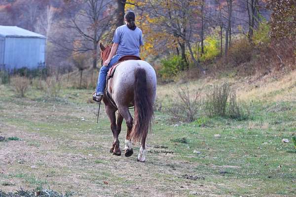 roping-draft-horse