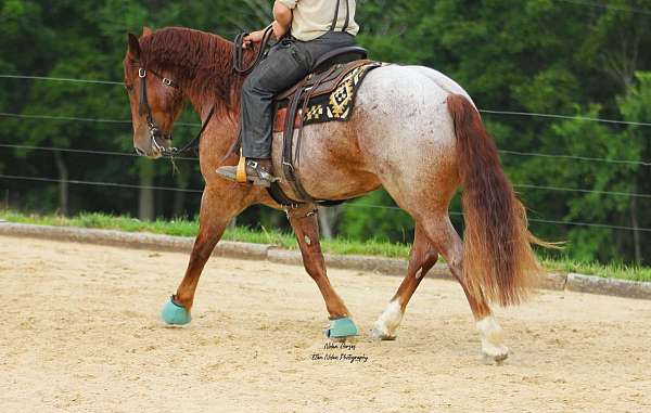 show-draft-horse