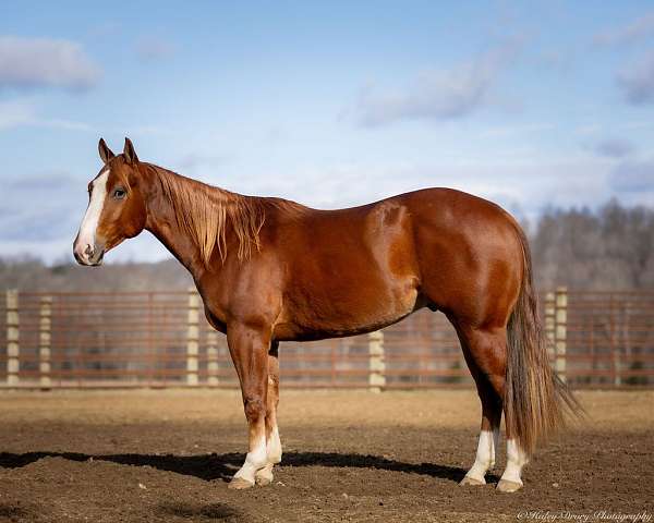 calf-roping-quarter-horse