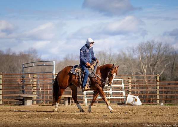 flashy-quarter-horse