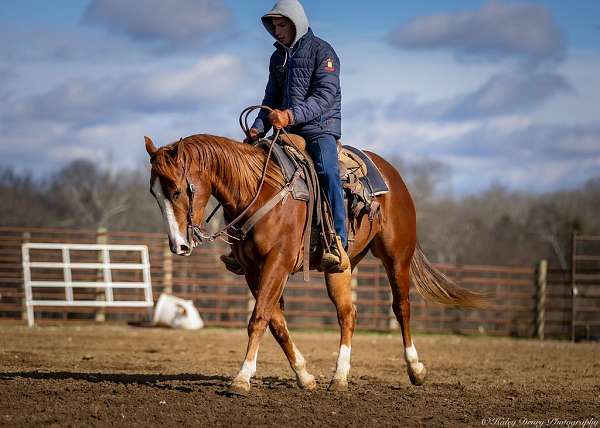 heel-quarter-horse