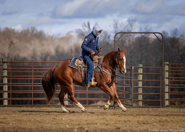 performance-quarter-horse