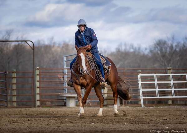 ranch-versatility-quarter-horse