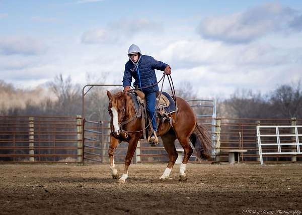 ranch-work-quarter-horse