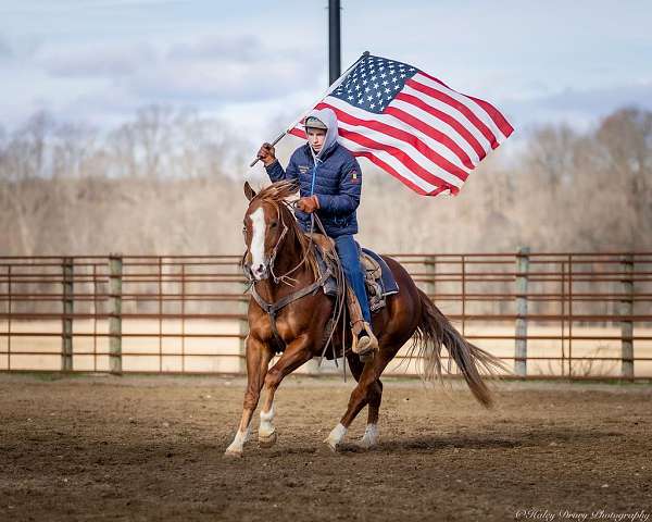 roping-quarter-horse