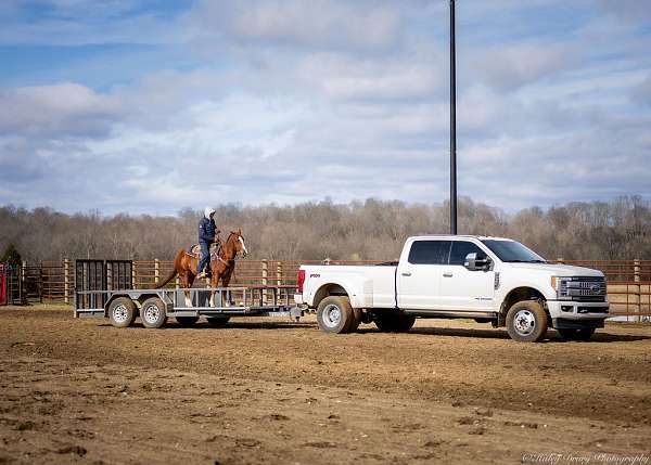 show-quarter-horse