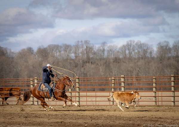 trail-riding-quarter-horse