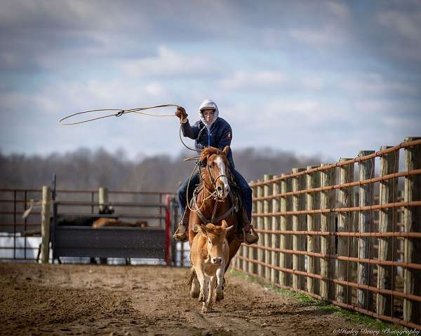 western-riding-quarter-horse