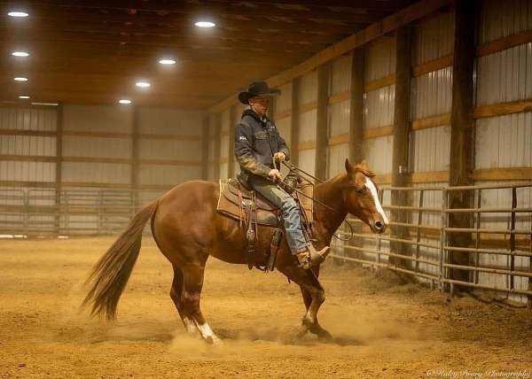 working-cattle-quarter-horse