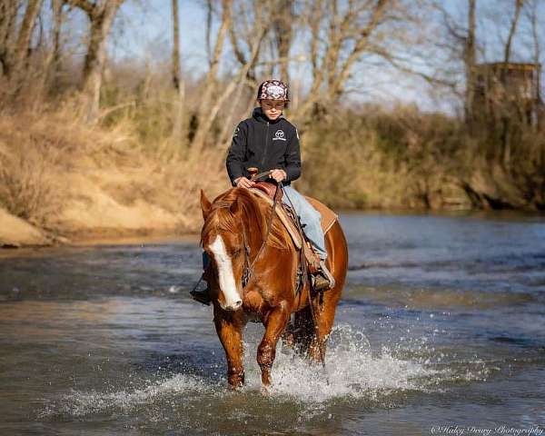 sorrel-all-around-horse