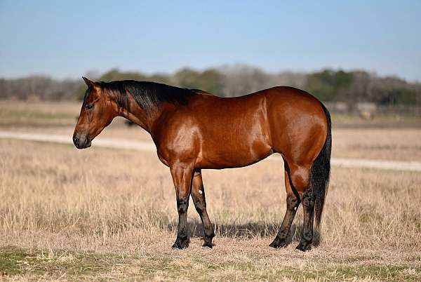 ranch-versatility-quarter-horse