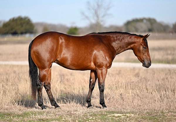 ranch-work-quarter-horse